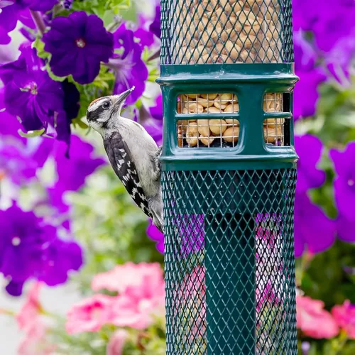 Vista 6 de Comedero para Nueces Squirrel Buster - Comedero para Pájaros a Prueba de Ardillas para Nueces y Frutas, Dos Mallas