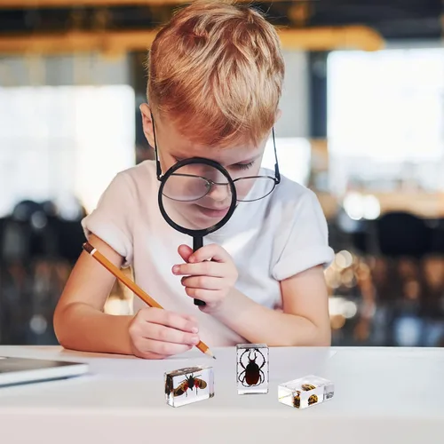 Vista 6 de Macarrie 12 piezas de especímenes de insectos, colección de insectos, especímenes reales de mariposas y escarabajos, hechos de resina para niños