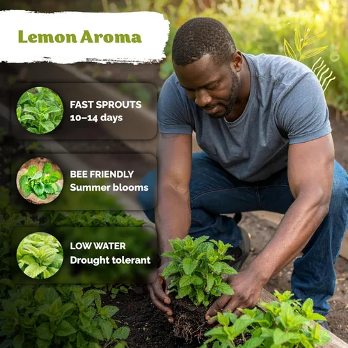 Vista 4 de KVITER 700 semillas de bálsamo de limón para plantar (Melissa Officinalis) - Semillas de hierbas medicinales orgánicas y tradicionales - Cultivar