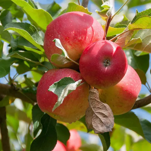 Gala - Planta viva de manzano de 3 pies de alto, planta de árbol frutal de manzana roja para jardín interior y exterior, sin envío a CA
