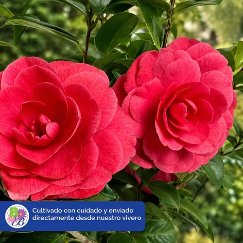 Vista 7 de Camelia, arbusto floreciente de hoja perenne viva, 3 galones