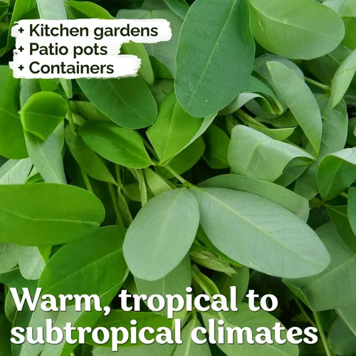 Vista 4 de KVITER 30 semillas de chipilin (Crotalaria Longirostrata) – Semillas de Chipilin para Sembrar – Semillas de reliquia orgánicas raras, semillas