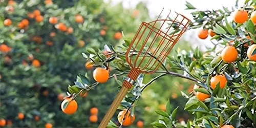 Vista 2 de Cabezal de cesta recolector de frutas prémium para recoger manzanas, naranjas, ciruelas, nectarinas, limones, aguacates y todo tipo de frutas