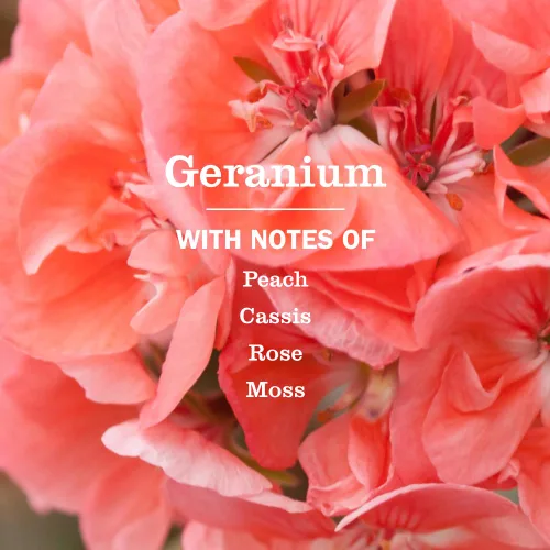 Vista 3 de Mrs. Meyer´s Clean Day - Recarga de jabón para manos