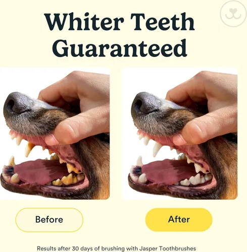 Vista 3 de Jasper Cepillo de dientes para perros, kit de cepillado de dientes de mascotas de 360 grados, cepillo de dientes para gatos, kit de cuidado dental