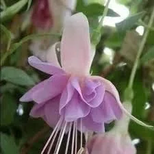 Vista 87 de Generic Semillas frescas de la flor de la rosa 100pcs para plantar rosa bebé