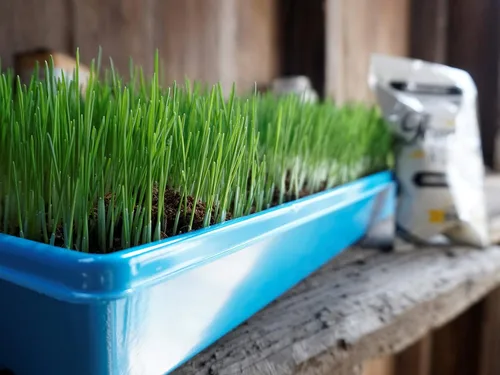 Vista 2 de Thunder Acres - Semilla de trigo prémium sin OMG, semillas de hierba de gato, pasto de trigo, trigo rojo duro de invierno (25 libras)