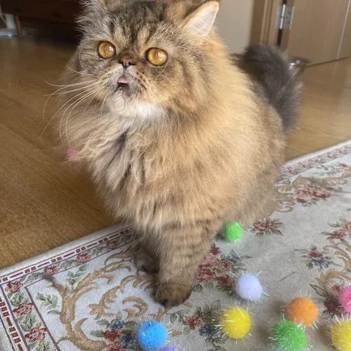 Vista 4 de 20 bolas de purpurina extra grandes de 1.5 pulgadas con purpurina para gatos