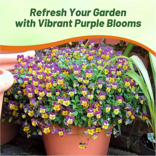 Vista 6 de Outsidepride Miniola Heart - Semillas de violetas moradas para plantar, 50 piezas anuales, compactas y aptas para polinizadores con flores moradas