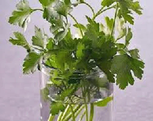 Vista 2 de Cilantro Slow Bolt Semillas, Heirloom 99+ Semillas, sin OMG, Hierbas/Especias