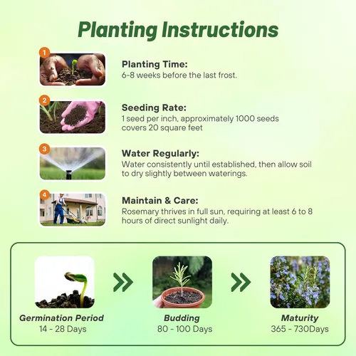 Vista 4 de Outsidepride Semillas de romero – 1000 unidades. Cubierta perenne, tolerante a la sequía, semillas de hierbas fáciles de cultivar para plantar