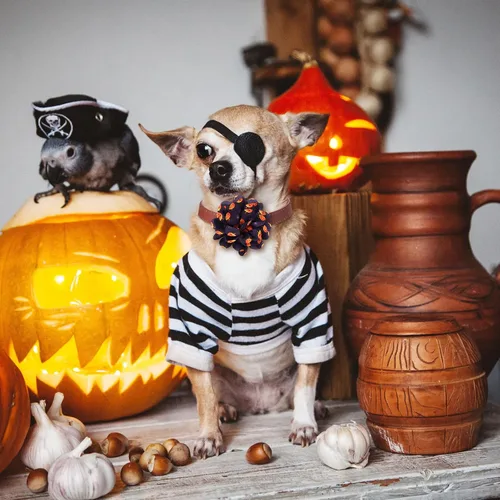 Vista 6 de Silkfly 80 piezas de collar de perro de Halloween con flores a granel para mascotas, accesorios de aseo para gatos pequeños, medianos y grandes