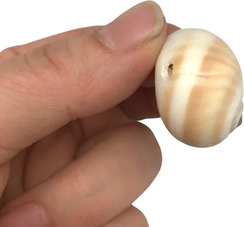 Vista 4 de PEPPERLONELY Pequeñas conchas marinas perforadas con mezcla de conchas, 6 oz aprox. 60+ carcasas de PC, 1-1/2 pulgadas