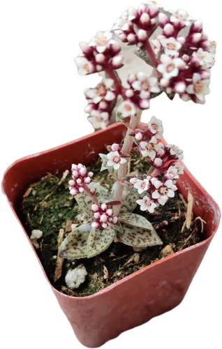 Vista 14 de Plantas de cactus suculentas vivas de USKC (maceta de 2 pulgadas) (Adromischus Maculatus)