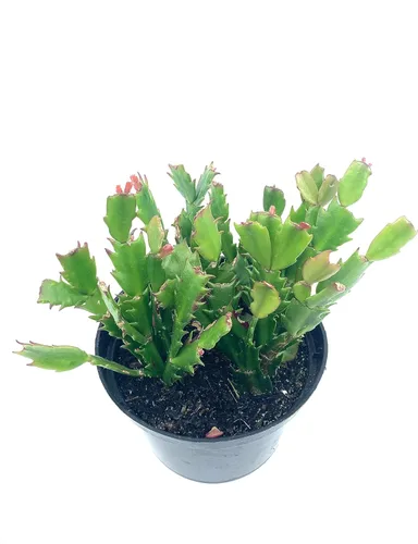 Vista 2 de Planta viva de cactus de Navidad magenta de 4 pulgadas. (4 en Magenta)
