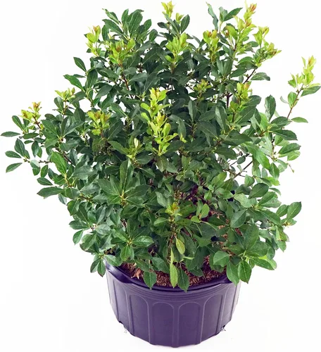 Vista 12 de Ganadores probados - Ilex verticillata Berry Heavy Gold (Winterberry) Arbusto, bayas de oro, 3 - Contenedor