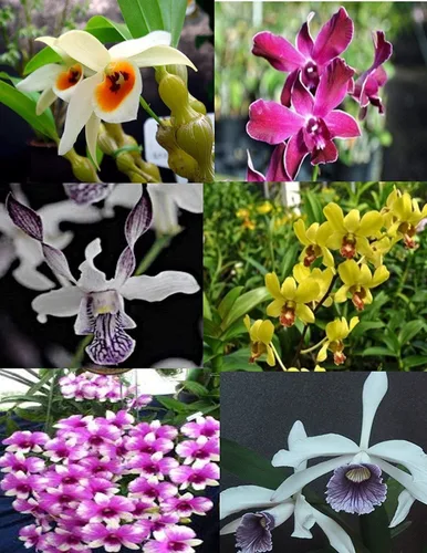 Vista 3 de 3 plantas de orquídeas vivas grandes + 3 pequeñas de Dendrobiums diferentes