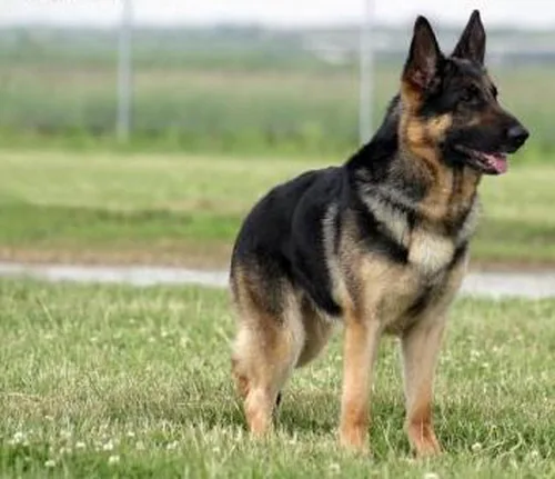 Vista 3 de Dean and Tyler DT Freedom Winter #2 GSD Bozal, tamaño mediano