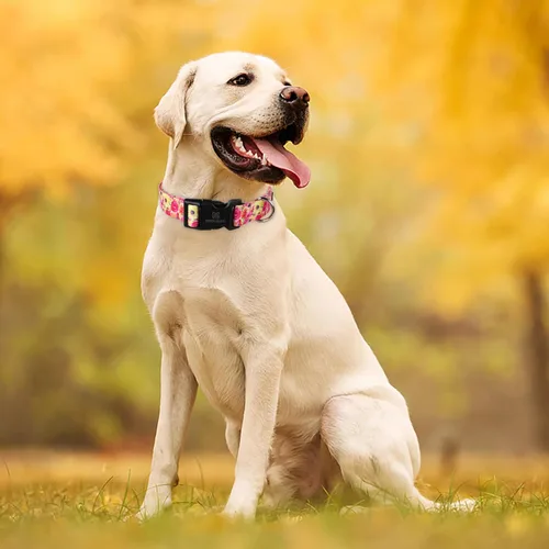 Vista 16 de Maca Bates - Collar de primavera para perro con diseño de flores, para niñas y niños, hembra, macho, para Perros, Chihuahua, Pitbull, regalo