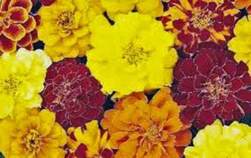 Vista 3 de Merigold francés más de 100 semillas, hermosa flor en varios