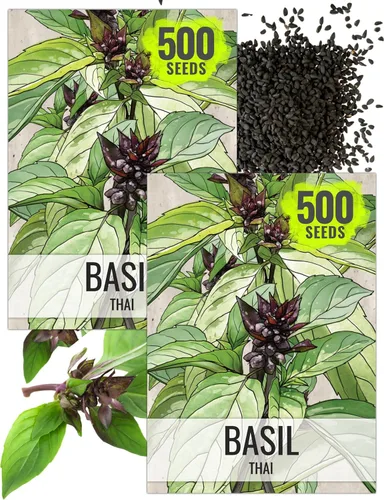 Vista 44 de Seed Needs Sweet Genovese - Semillas de albahaca para plantar, semillas de hierbas culinarias sin OMG y sin tratar para plantar un jardín de cocina