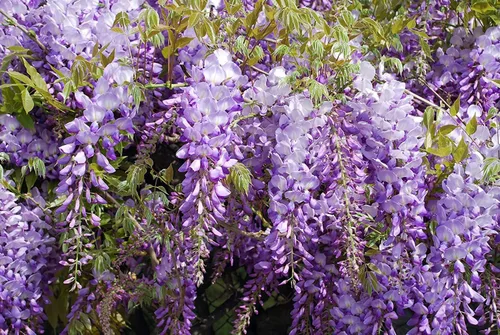 Semillas exóticas de vid de glicina china, paquete de 10 unidades, Wisteria sinensis, 10 semillas para cultivar, vid floreciente