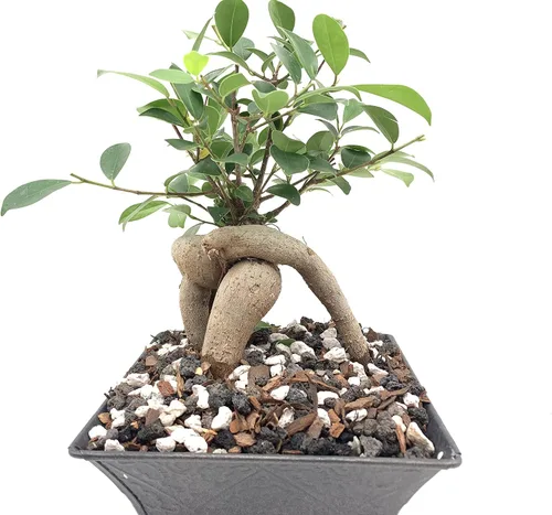 Vista 7 de Roca de lava negra Bolsa de 2 cuartos Tamaño de partícula de 1/4 pulgadas Agregado de suelo para bonsái, cactus, suculentas, acuarios y más