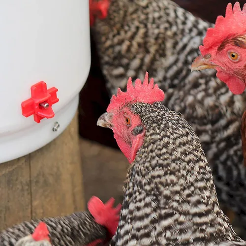 Vista 7 de Farm Innovators - Paquete de 2 bebederos térmicos para pollo, cubo para bebedero para aves de corral, 2 galones Varios
