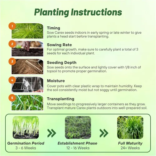Vista 5 de Outsidepride - 100 semillas de la hierba ornamental perenne cárice llorón (Carex pendula [Fresh Look]) para sembrar