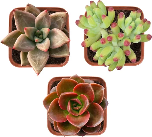 Plantas suculentas (paquete de 3), suculentas vivas totalmente enraizadas en macetas de cultivo de 5 cm, planta única en maceta para bricolaje,