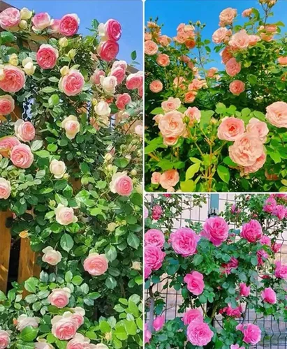 Vista 3 de 100 semillas de rosas trepadoras de colores mixtos mixtos semillas raras de reliquia de vid