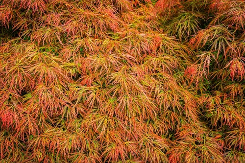 Vista 5 de 10 Weeping LACELEAF Maple Japanese Acer Palmatum Dissectum Green Yellow Red Tree Seeds