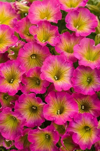 Semillas – 50 semillas de petunia amarilla y rosa flor perenne, semillas anuales, semillas de flores