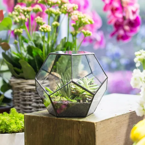 Vista 9 de Terrario geométrico de vidrio en dodecaedro y pentágono transparente, con planta suculenta para terrario, negro, Transparente