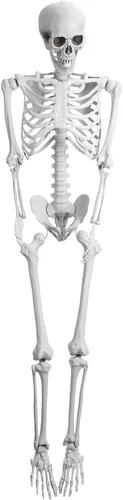 Vista 7 de Modelo de esqueleto humano de 5.4 pies/65.0 in, modelo de esqueleto posable de 64.9 pulgadas de alto, decoraciones de esqueleto de plástico