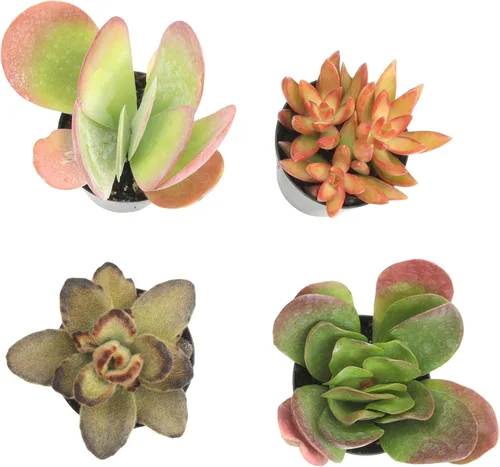 Vista 8 de Altman Plants Desert Fire - Paquete de 4 suculentas vivas, mezcla de mini plantas suculentas, plantas vivas, mini suculentas, plantas