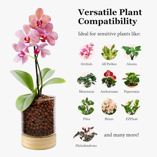 Vista 5 de Pot & Pebble - Maceta de vidrio C3 con base de madera - Maceta de vidrio interior con agujeros de control de nivel de agua - Cultiva plantas