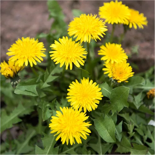 Vista 3 de Seed Needs, Colección de Paquetes de Semillas de Diente de León (3 Variedades de Semillas para Plantar) No-GMO y Sin Tratamiento - Diente de León