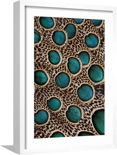 Vista 14 de ART.COM Darrell Gulin - Póster enmarcado para pared, plumas de pavo real malayo con círculos azules por Darrell Gulin, decoración de animales, 12 x