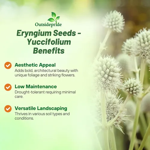 Vista 3 de Outsidepride Rattlesnake Master - Semillas de acebo de mar para plantar, 1000 piezas de semillas perennes tolerantes a la sequía de corte eryngium