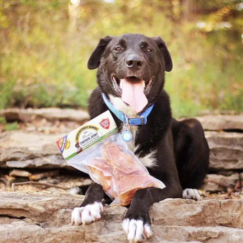 Vista 9 de Cecina de pollo - Golosinas para perros hechas solo en Estados Unidos - 1 ingrediente: pechuga de pollo de grado A USDA - Sin aditivos ni