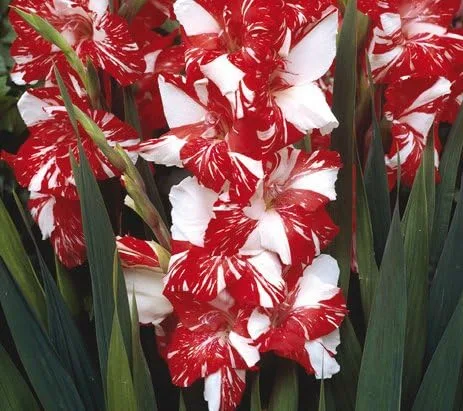 Fabricado y enviado en Estados Unidos, bulbo espectacular de flores grandes gladiolos rojo y blanco, zizane gladiolos, bulbo de lirio de espada