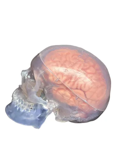 Vista 5 de Wellden Medical Anatomical Human Classic Modelo de calavera transparente 3 piezas con modelo cerebral de 8 partes, tamaño real