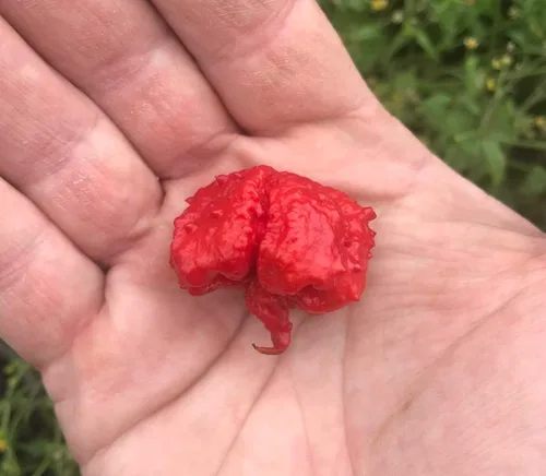 Dragon's Breath - Semillas de chile prémium para plantar en paquete, posiblemente las más calientes del mundo Dragon Dragons