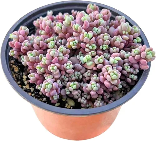 Vista 9 de Suculentas vivas Aeonium 'Mbach' (10 cm), plantas suculentas completamente enraizadas en macetas con tierra, planta de interior de fácil cuidado