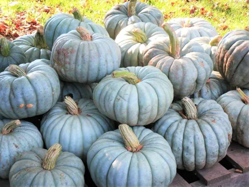 TomorrowSeeds - Jarrahdale Blue Pumpkin Seeds - 1/2 Pound ~ 1100+ Count - for 2026 Planting Winter Squash Jarradale Queensland Cinderella Fairytale