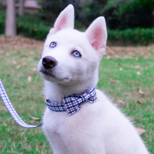 Vista 4 de Tunkoo Collar para perro con pajarita, elegante, a cuadros, suave, cómodo, de algodón, ajustable, hebilla de metal premium, pequeño, mediano