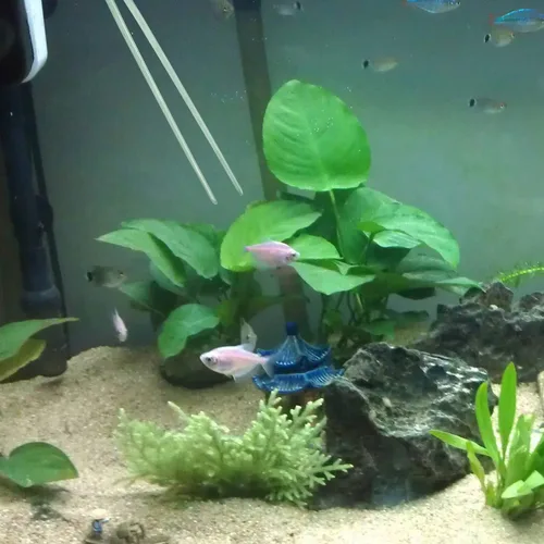 Vista 3 de Pinzas de acero inoxidable pulidas extralargas de 10.6 pulgadas con puntas dentadas de precisión para jardín, cocina, interior y exterior