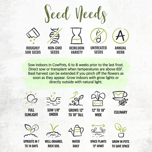 Vista 8 de Seed Needs Sweet Genovese - Semillas de albahaca para plantar, semillas de hierbas culinarias sin OMG y sin tratar para plantar un jardín de cocina