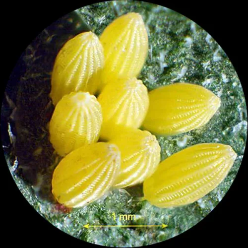 Vista 4 de AmScope Microscopio estéreo binocular portátil SE100 para niños, oculares WF10x, aumento 20X, fuente de luz de tungsteno, placa de escenario